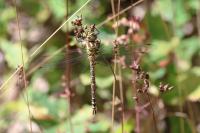 Aeshna cyanea