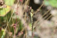 Aeshna cyanea