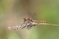Sympetrum striolatum