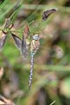 Aeshna mixta
