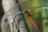 Sympetrum sanguineum