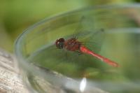 Sympetrum sanguineum