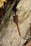 Sympetrum striolatum