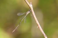 Chalcolestes viridis