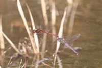 Sympetrum striolatum
