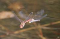 Sympetrum striolatum