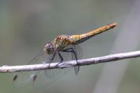 Sympetrum sanguineum