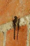 Sympetrum striolatum