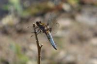 Libellula depressa