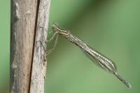 Platycnemis pennipes