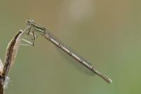 Platycnemis pennipes
