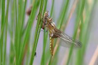 Libellula depressa