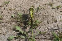 Gomphus pulchellus