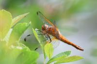 Libellula fulva