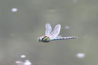 Brachytron pratense