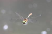 Cordulia aenea