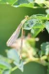 Lestes barbarus