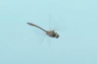 Cordulia aenea