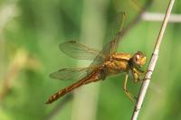 Crocothemis erythraea