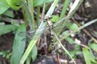 Onychogomphus forcipatus