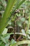 Ophiogomphus cecilia