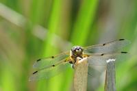 Libellula quadrimaculata