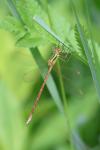 Lestes barbarus