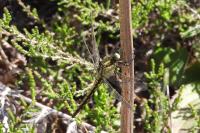 Orthetrum cancellatum