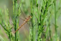 Sympetrum striolatum