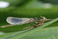 Calopteryx splendens