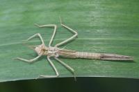 Calopteryx splendens
