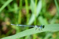 Platycnemis pennipes