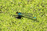 Erythromma viridulum