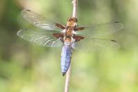 Libellula depressa