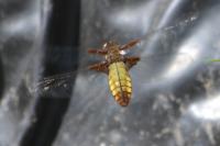 Libellula depressa