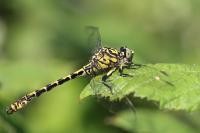 Onychogomphus forcipatus