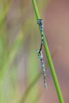 Coenagrion scitulum