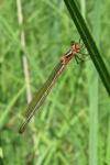 Lestes virens