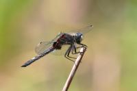 Leucorrhinia pectoralis