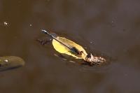 Erythromma najas
