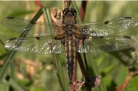 Libellula quadrimaculata