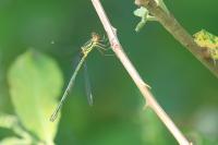 Chalcolestes viridis