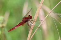 Crocothemis erythraea