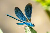 Calopteryx virgo