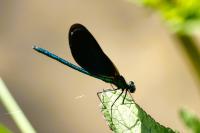 Calopteryx virgo