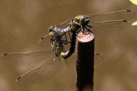 Orthetrum cancellatum
