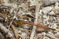 Platycnemis acutipennis