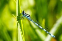 Coenagrion mercuriale