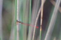 Ceriagrion tenellum