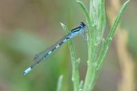 Coenagrion scitulum